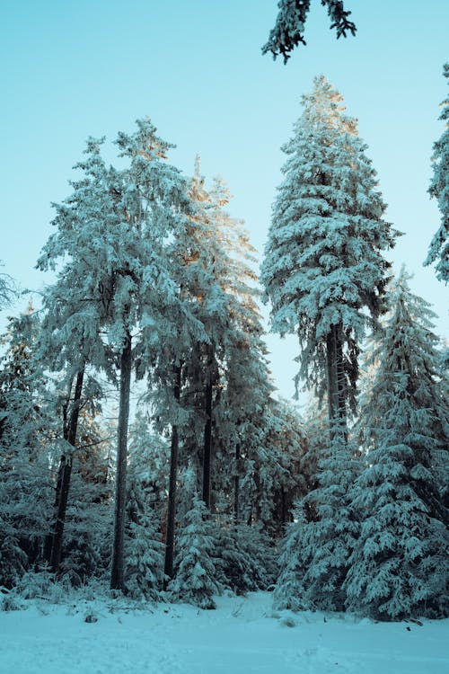 Бесплатное стоковое фото с белый, вертикальный выстрел, деревья