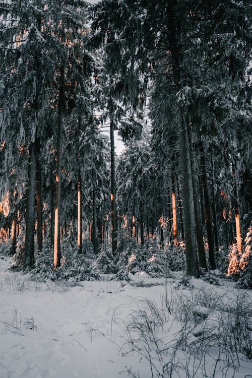 Photos gratuites de arbres, fond d'écran mobile, forêt