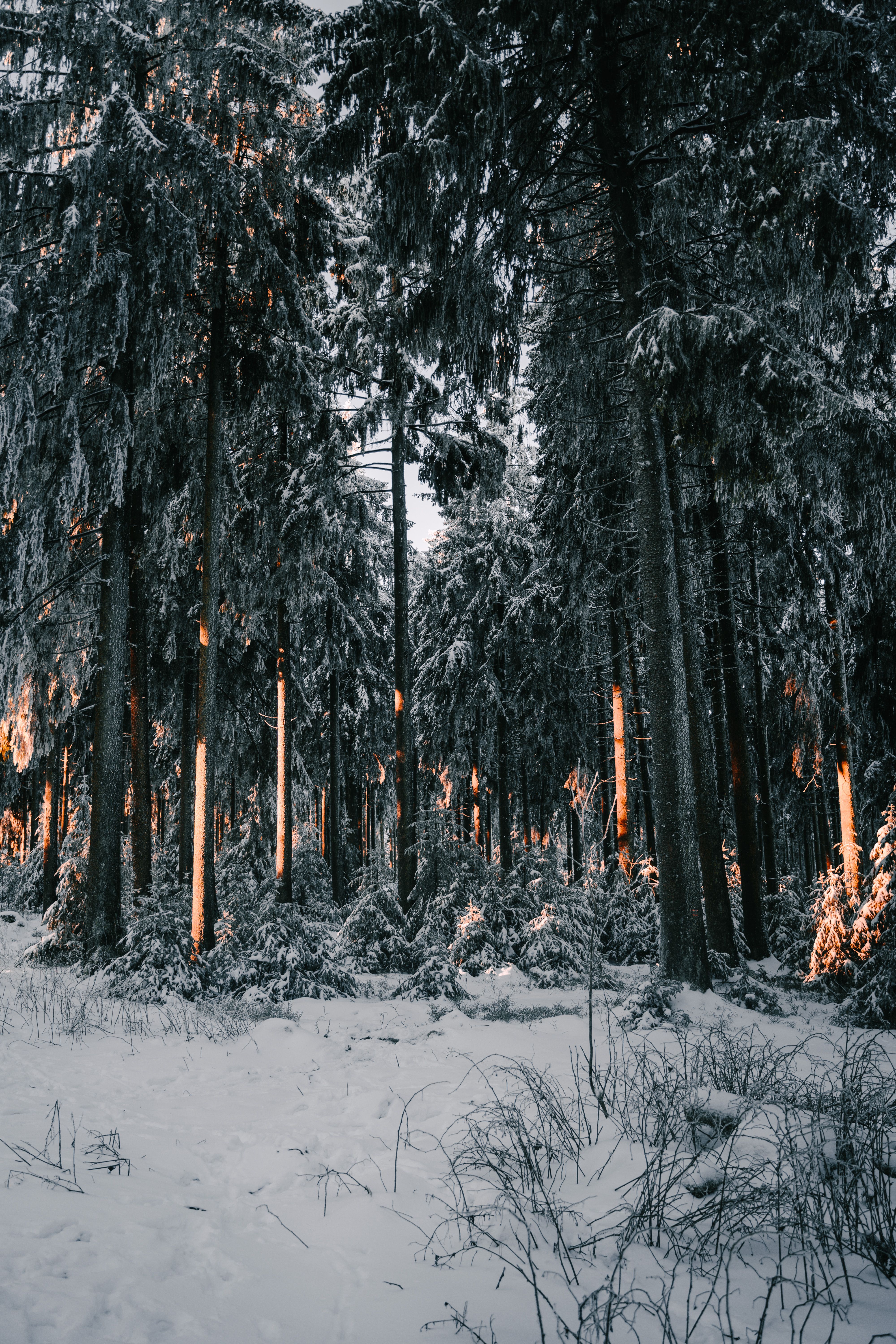 Tall Trees in Forest in Winter · Free Stock Photo