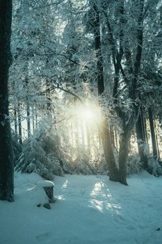 Captivating winter forest with sunlight filtering through snow-covered trees.