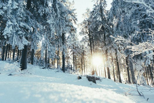 Serene winter forest with sunlight filtering through snowy trees.