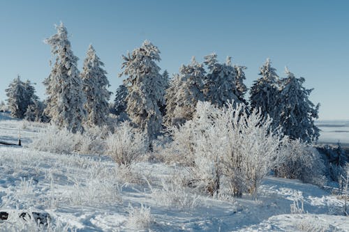 Бесплатное стоковое фото с белый, деревья, зима