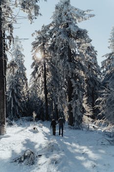 A couple hiking through a snowy, evergreen forest during a winter sunset, showcasing nature's beauty.