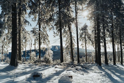 Gratis lagerfoto af forkølelse, hvid, natur