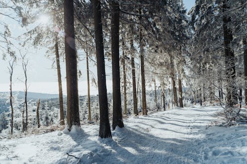 Foto profissional grátis de árvores, branco, calçada