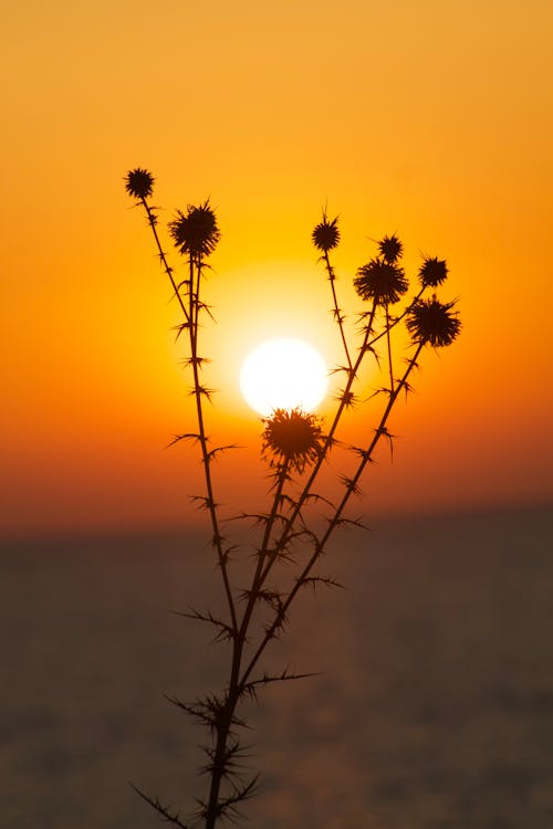 Thin Flowers at Sunset