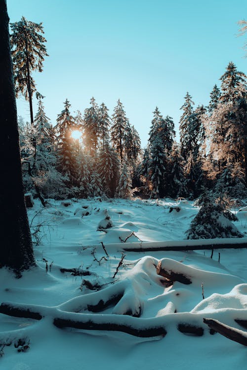 Snow in Evergreen Forest in Winter