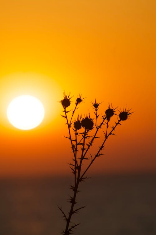 Sunset over the sea