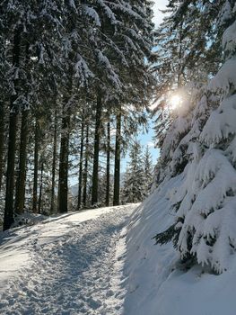 Peaceful snowy forest path illuminated by sunlight, showcasing winter's beauty.
