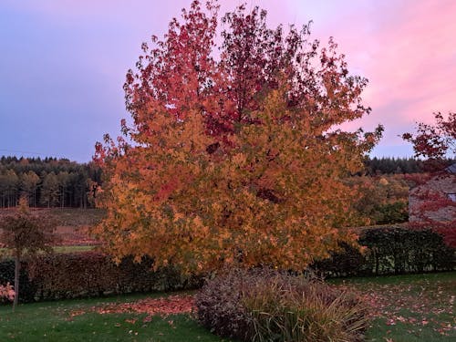 Бесплатное стоковое фото с liquidambar, осень