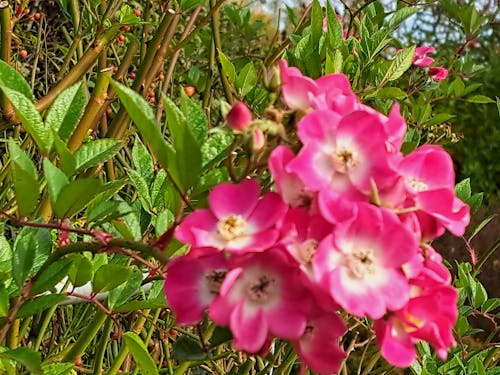 Бесплатное стоковое фото с куст розовых роз