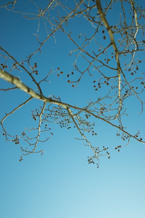 Free Low angle view of bare branches with berries against a bright blue sky, evoking a calm and serene atmosphere. Stock Photo