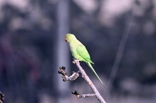 Gratis lagerfoto af dyrefotografering, fugl, gren