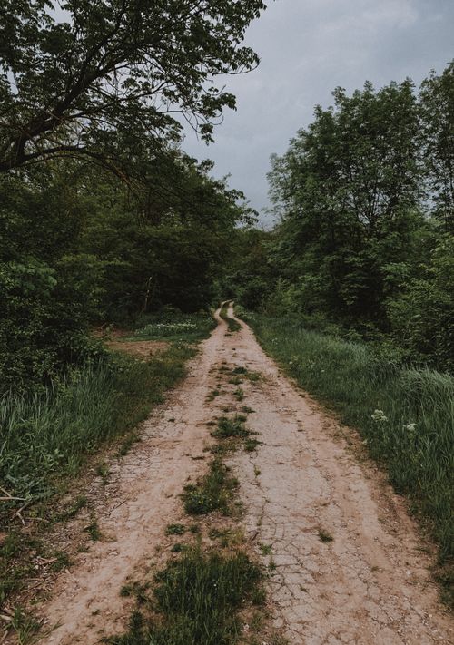 Free Explore this serene dirt road meandering through a dense green forest, perfect for nature lovers. Stock Photo