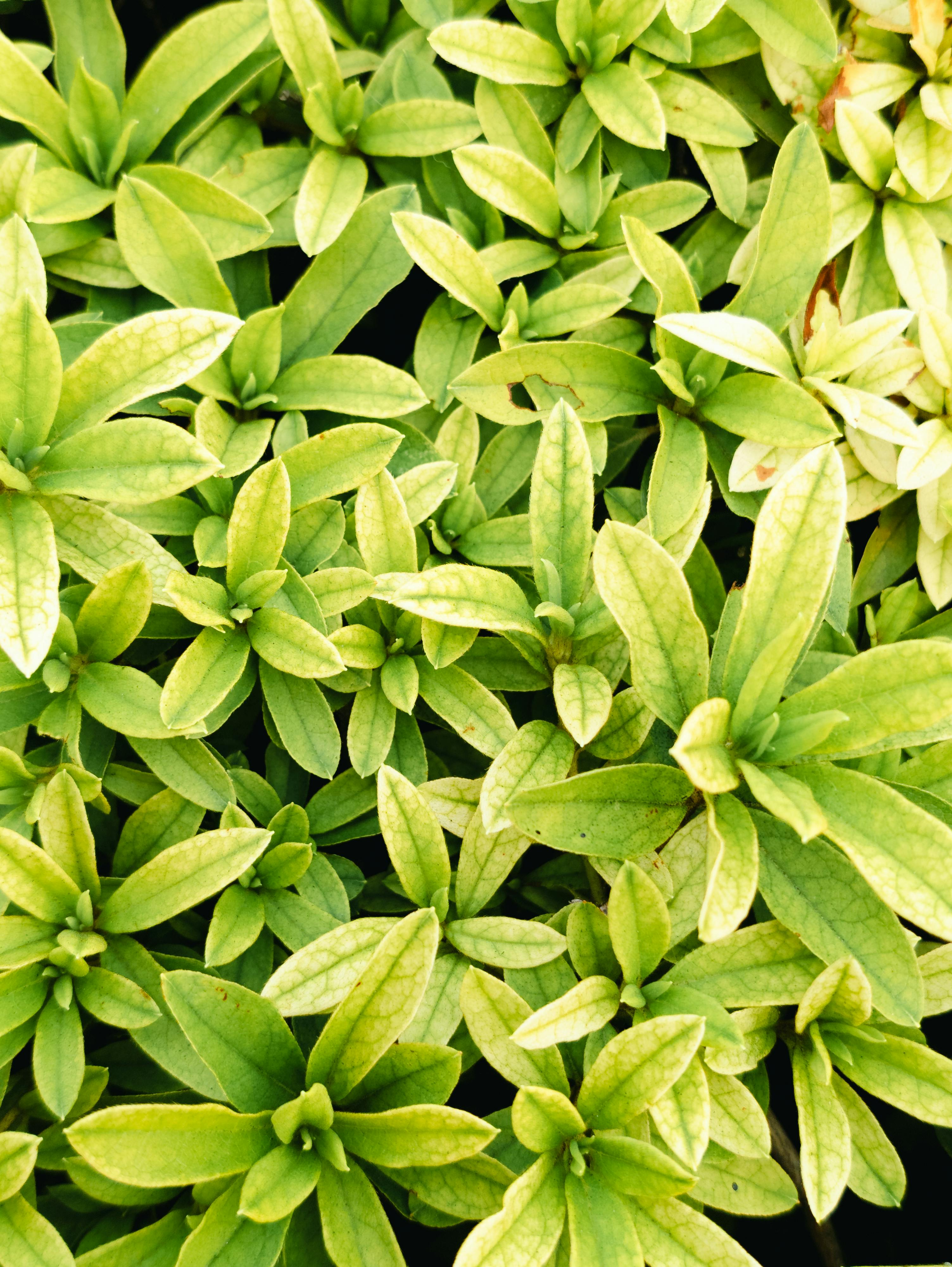 A close-up shot of vibrant green leaves, showcasing the intricate patterns of nature.