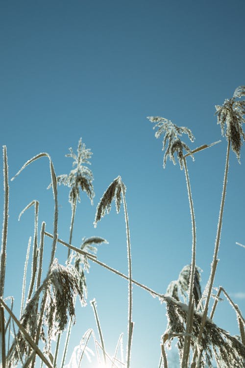Close-up of Frosty Grass against Blue Sky 