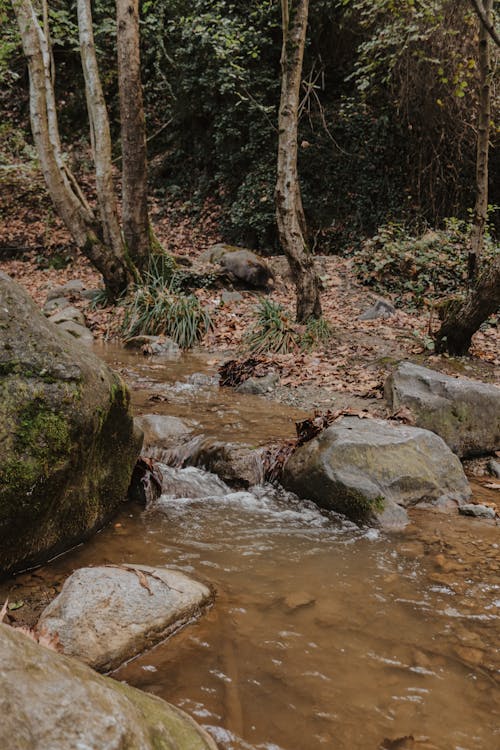 Stream in Forest