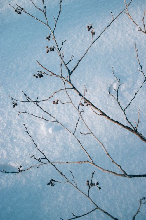 Free A tree branch with dried berries set against a freshly fallen snowy landscape. Stock Photo