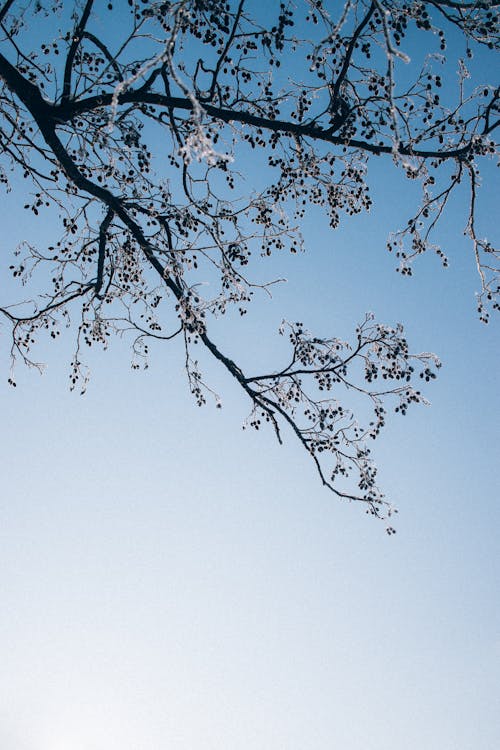 Foto profissional grátis de árvore, céu azul, céu limpo