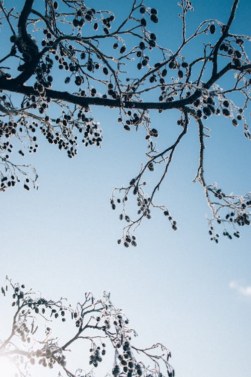 Imagine de stoc gratuită din arbore, cer albastru, cer senin
