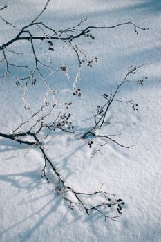 Bare branches casting shadows on a bright snowy winter ground, capturing a serene scene.