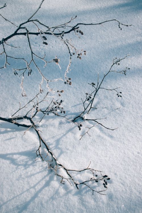 Free Bare branches casting shadows on a bright snowy winter ground, capturing a serene scene. Stock Photo