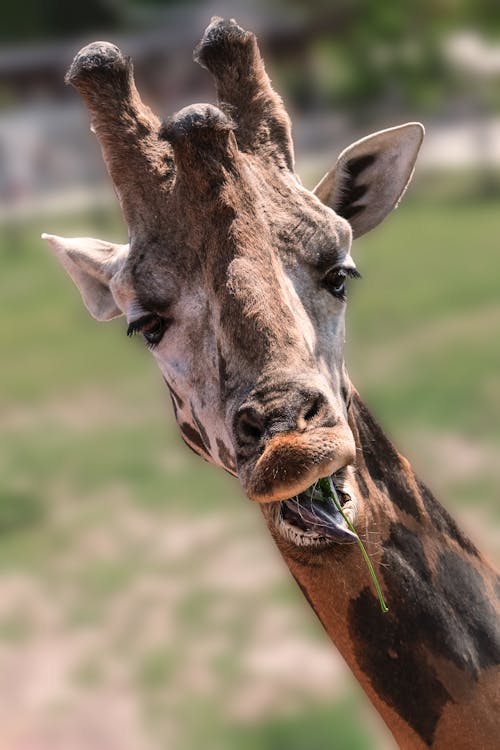 Close-up of a Giraffe Eating Leaves 