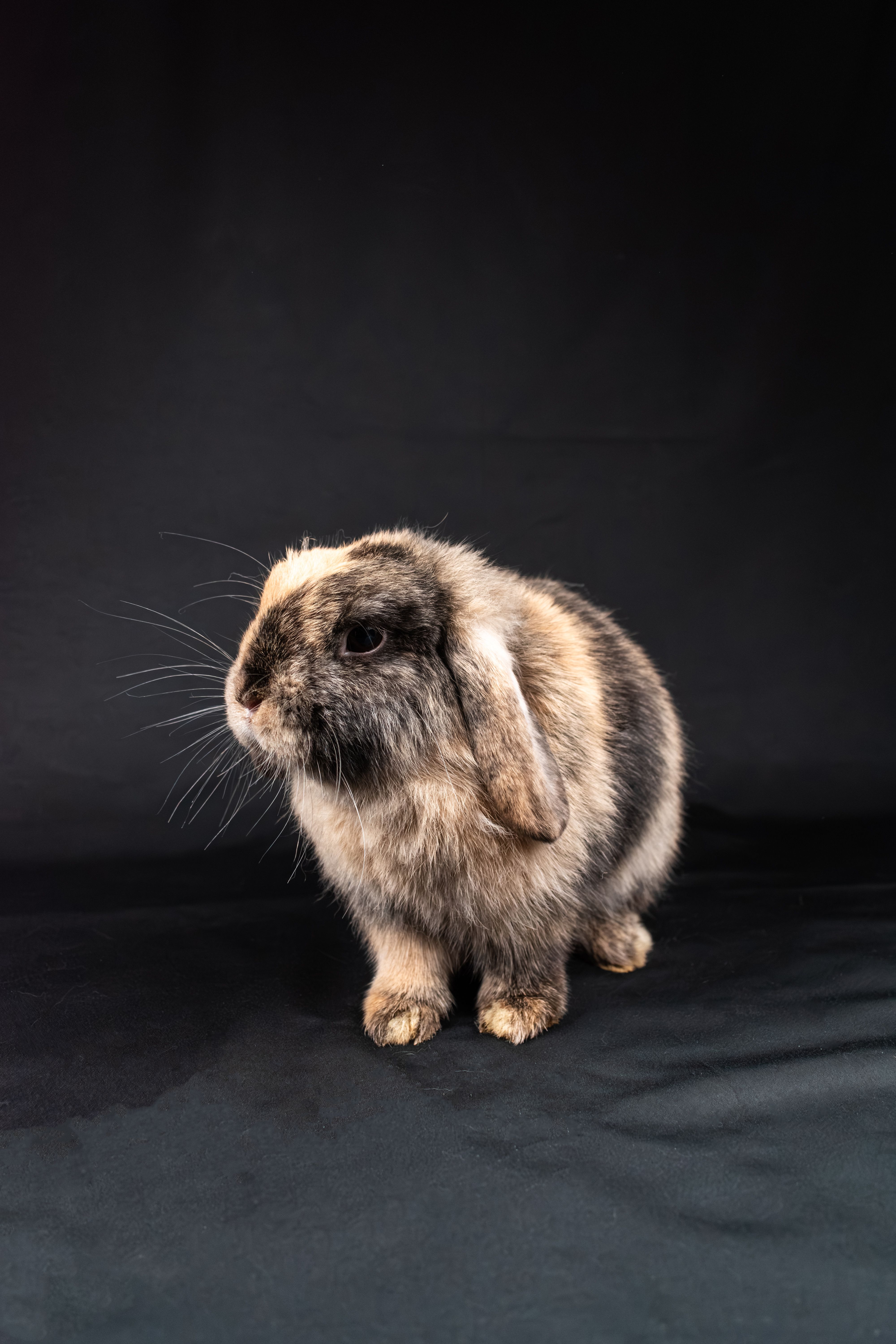 Rabbit Not Eating? Causes, Emergency Signs & Treatment in Pune