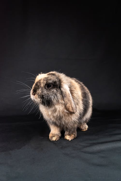 Pet Rabbit on Black Background