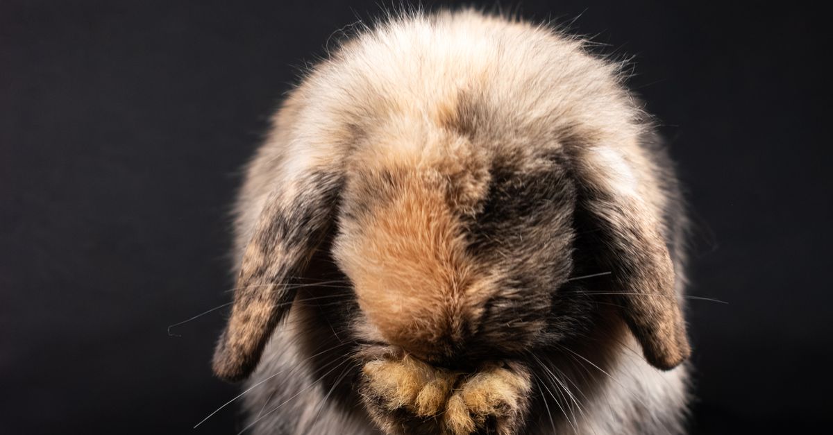 Black Background Rabbut Photo of a Pet Rabbit against Black Background · Free Stock Photo