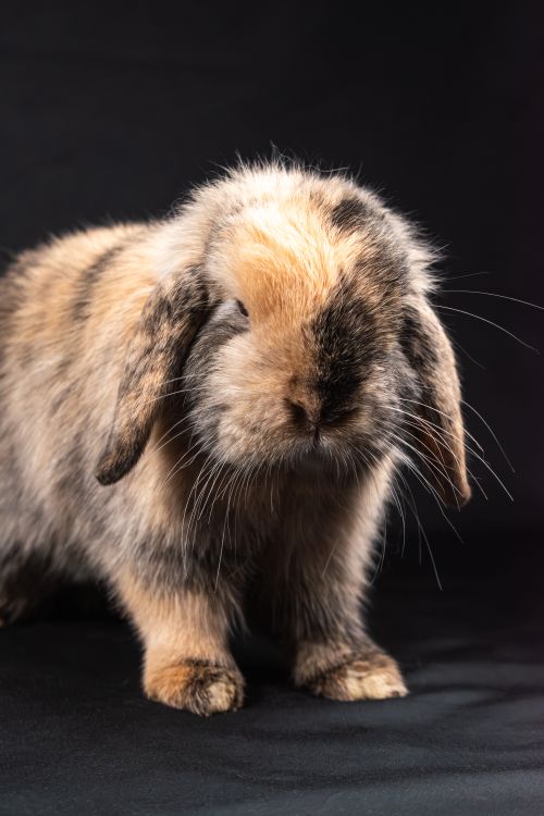 Free Close-up of a cute lop-eared rabbit with fluffy fur on a black background. Stock Photo