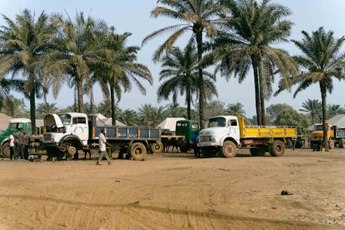 Trucks Parked under Palm Trees