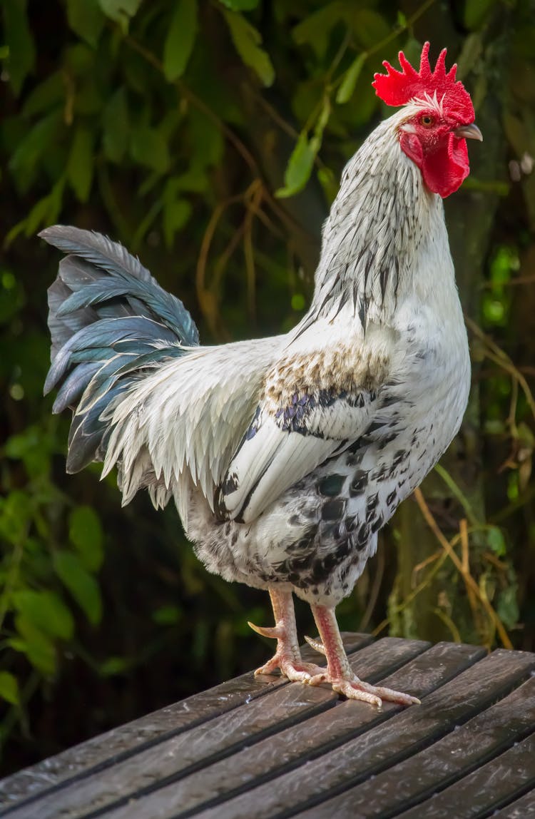 White Rooster Bird