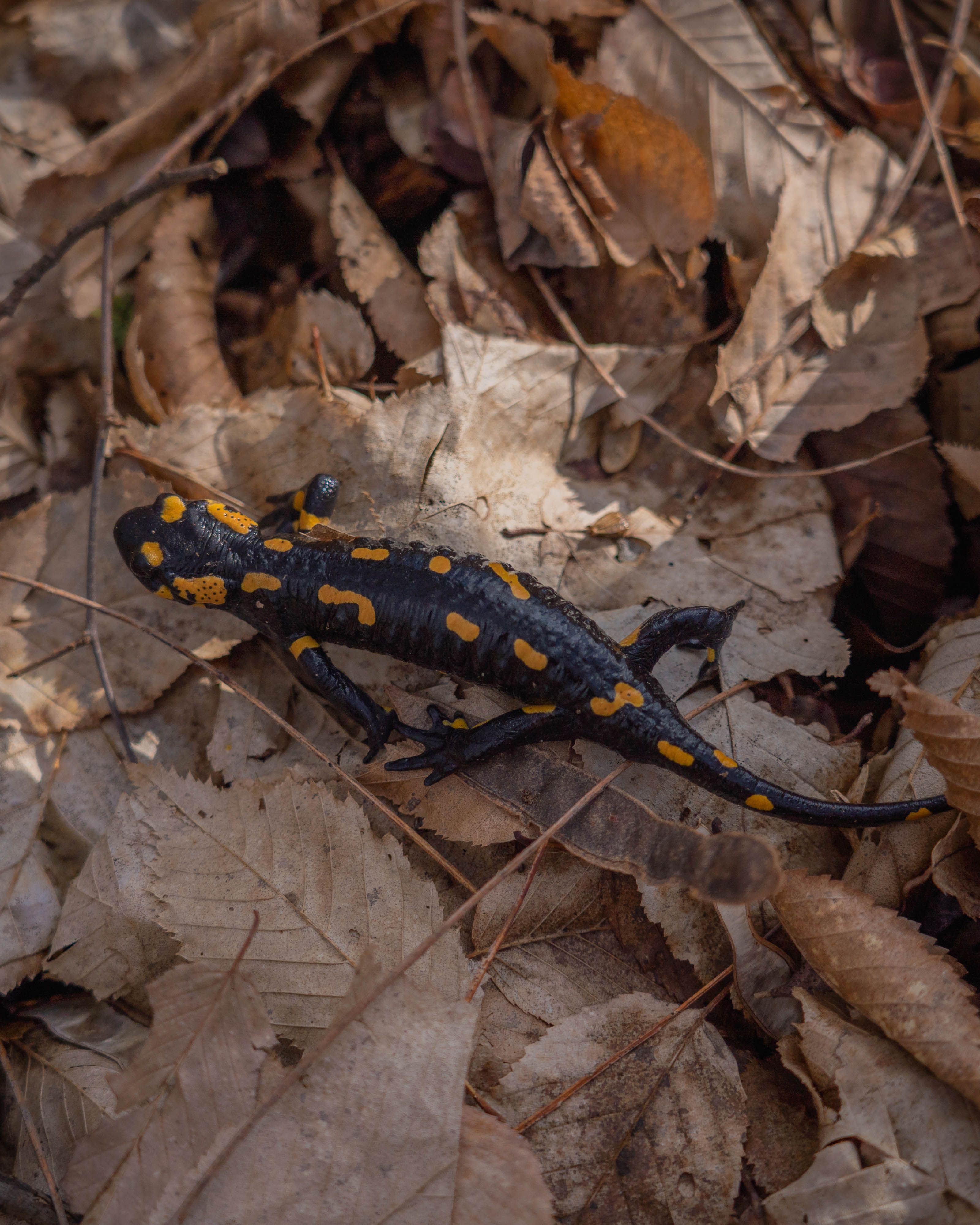 Lizard on Autumn Leaves · Free Stock Photo