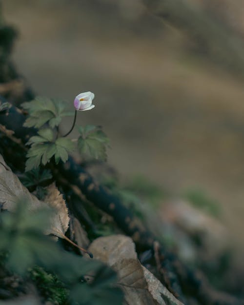 Imagine de stoc gratuită din a închide, anemonă, creștere