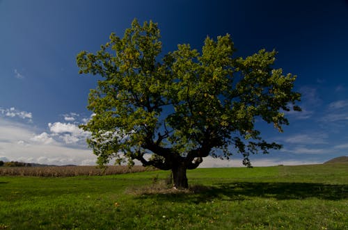 Безкоштовне стокове фото на тему «дерево, краєвид, літо»