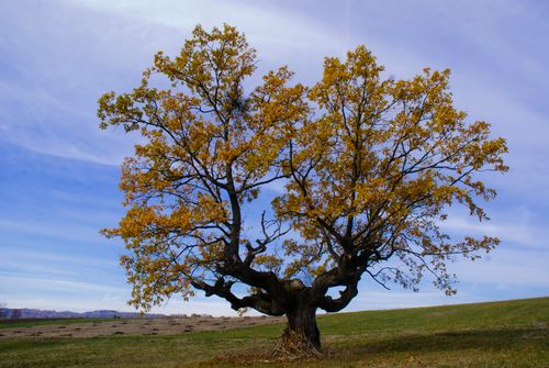 Free A lone tree with autumn leaves stands in a rural Serbian landscape under a blue sky. Stock Photo