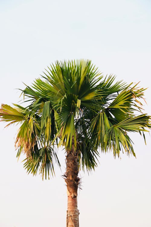 Single Palm Tree