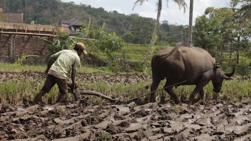 Farmer plowing rice field with buffalo (traditional method)