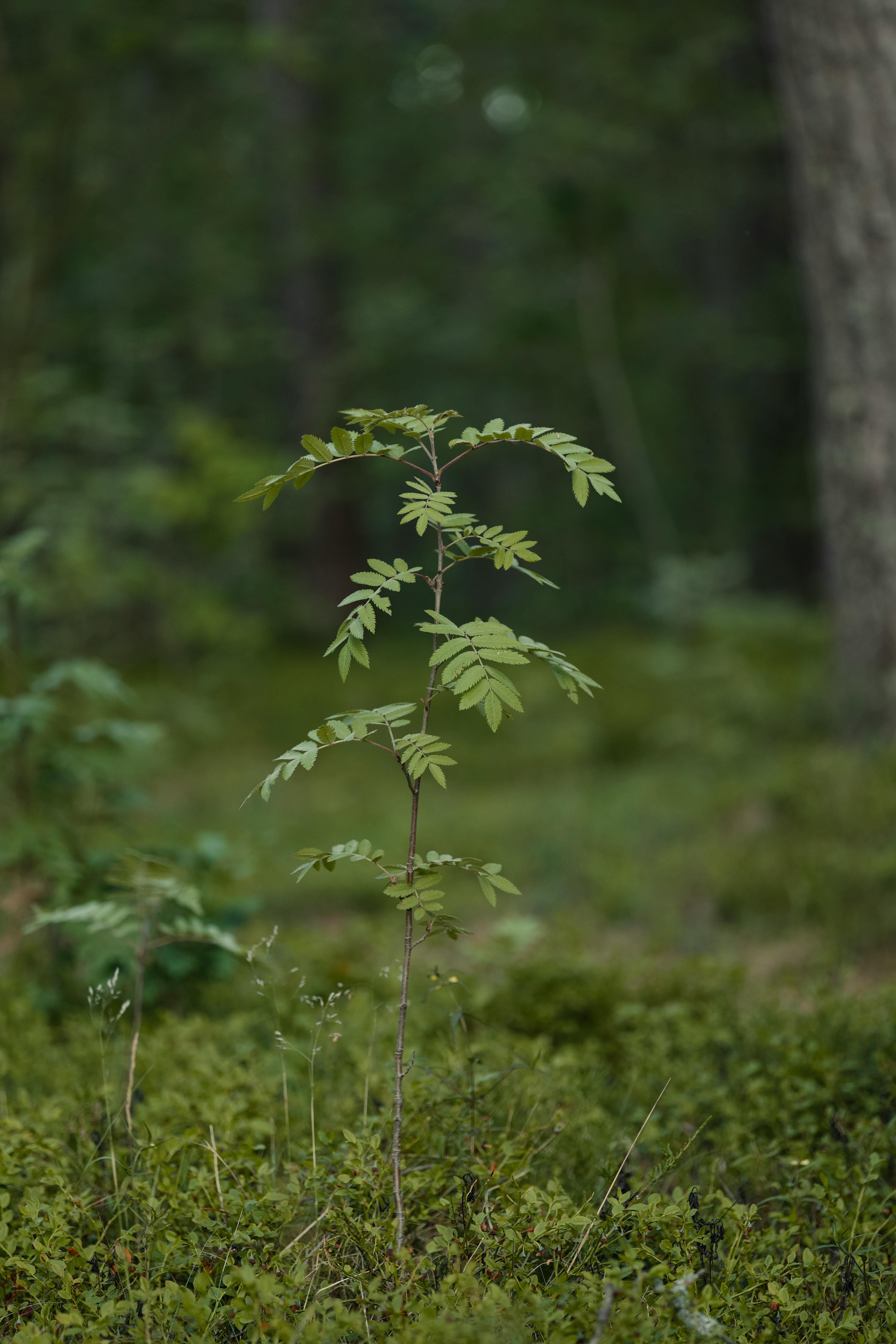 Close-up image of a young sapling thriving in a lush green forest setting, representing growth and nature.