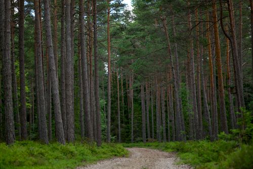 Free A tranquil forest scene featuring tall pine trees and a winding dirt path leading into the distance. Stock Photo