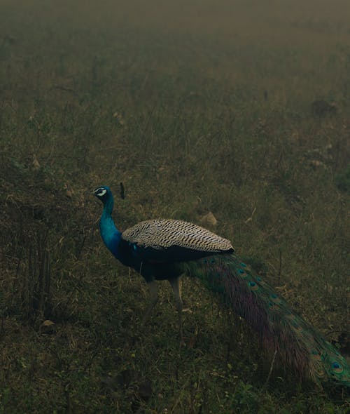 Majestic Peacock on Meadow
