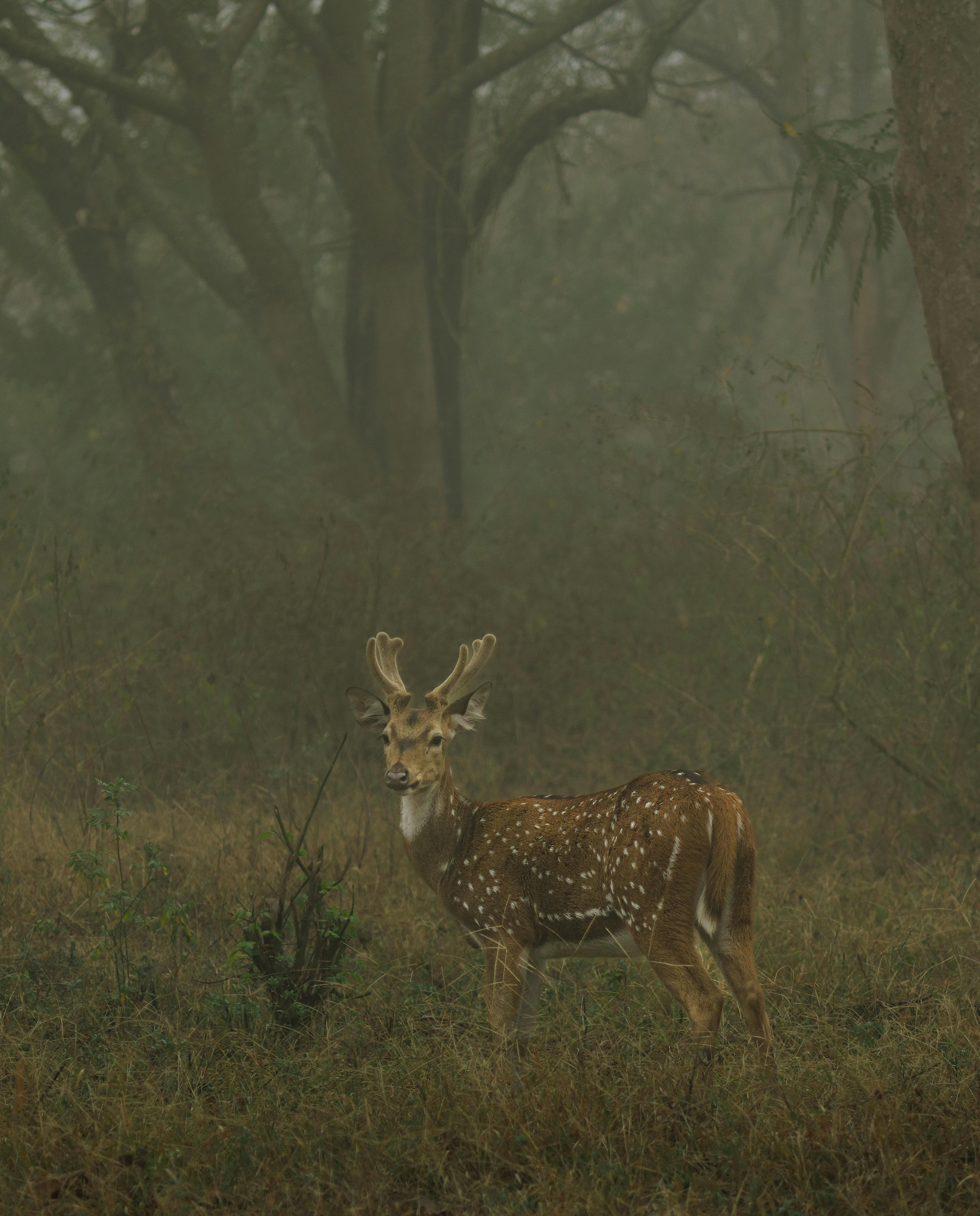grátis Foto profissional grátis de animais selvagens, animal, ao ar livre Foto profissional