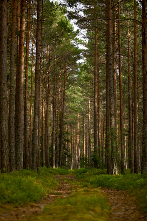 Gratis stockfoto met begeleiding, bomen, Bos