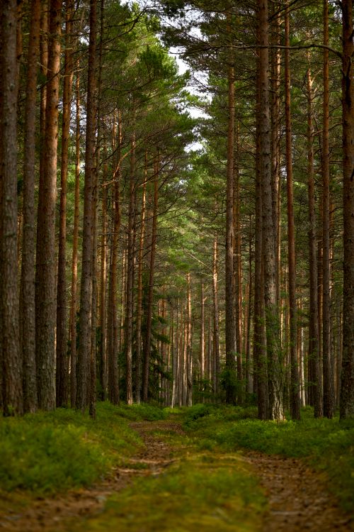 Free A tranquil forest trail flanked by tall trees, ideal for nature lovers' escape. Stock Photo