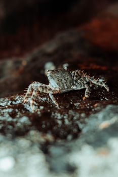 Close-up of a crab on a wet rock, showcasing its detailed texture and natural habitat.