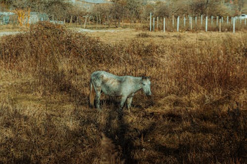 Horse Standing in Tall Withered Grass