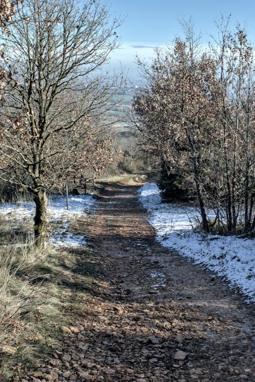 Základová fotografie zdarma na téma cesta, les, rýma