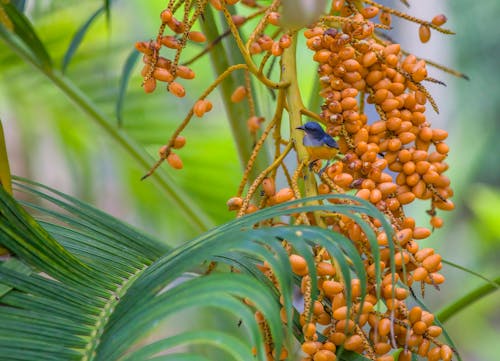 Little Bird on a Tropical Plant 