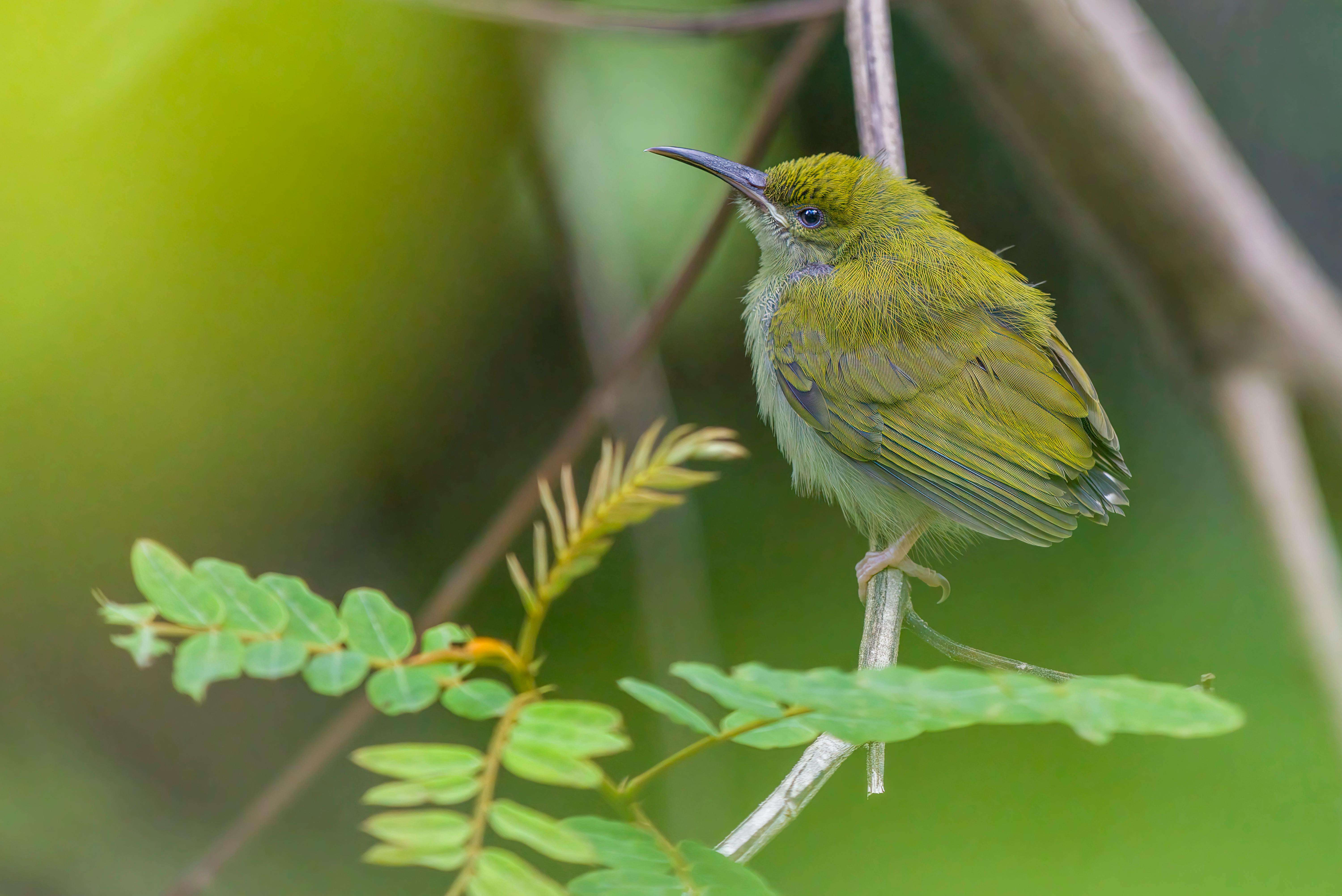 Prosopis affinis: Morfología, Propagación y Potencial Agroforestal Sostenible